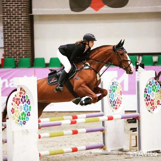 Кобыла в конкур