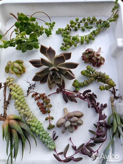 Суккуленты набор