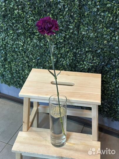 Гвоздика фиолетовая муншейд поштучно