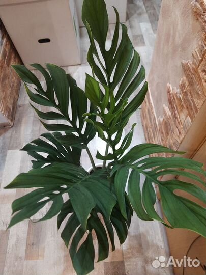 Монстера Пиннатипартита