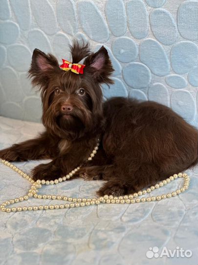 Йорочка шоколадная