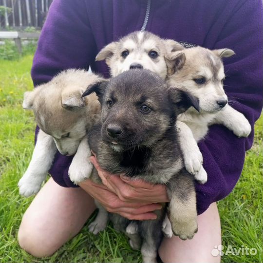 Щенки хаски