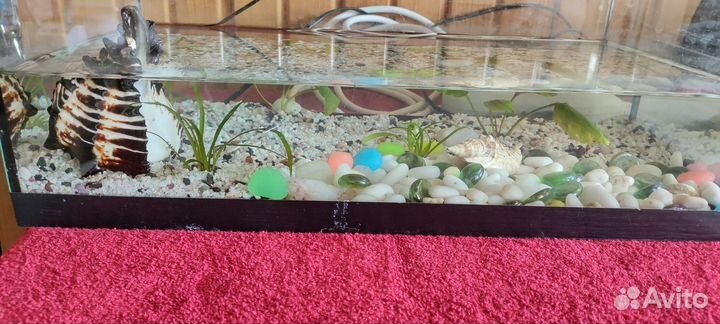 Аквариум/рыбки/Гуппи малёк