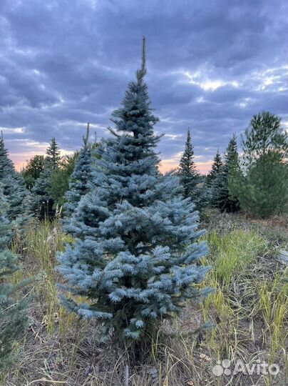 Ель Глаука Голубая Колючая в стрижке Пунгенс