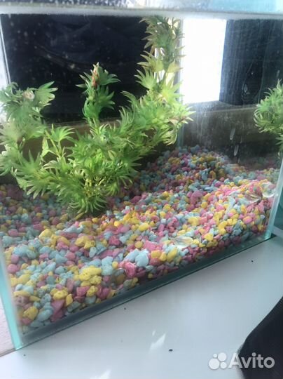 Аквариум