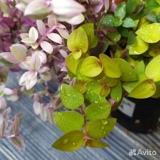 Каллизии.Сеткреазия вар. Коллекция