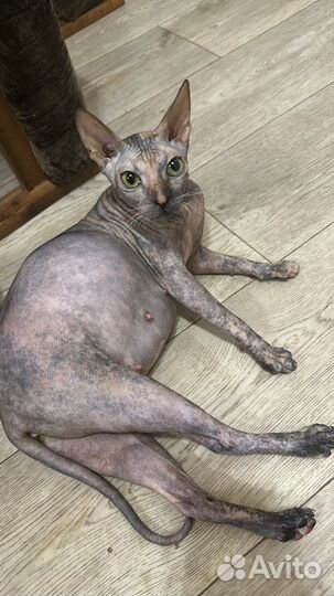 Котенок сфинкс