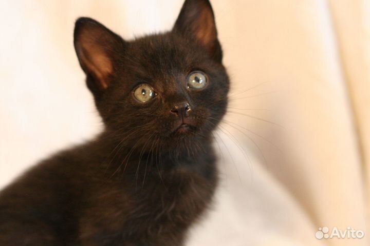 Котенок мальчик 1.5 месяца, черный ищет человека