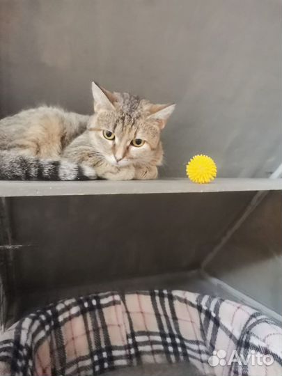 Зоогостиница для кошек