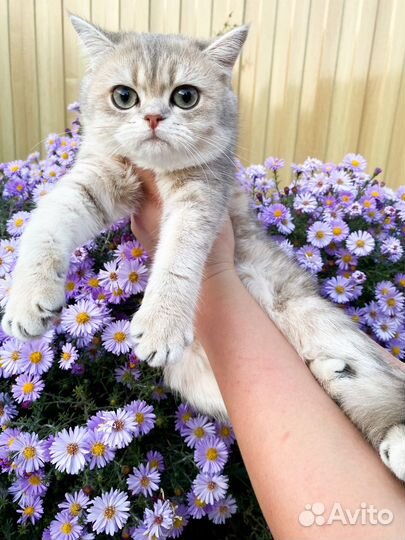 Бриташка краса