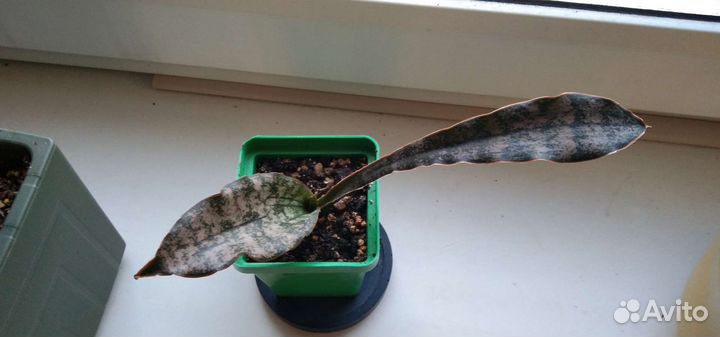 Сансевиерия стар каньон гранит