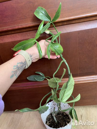 Домашние цветы