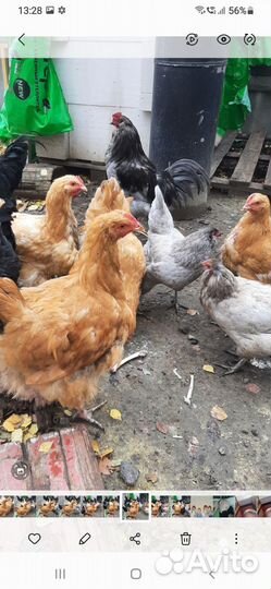 Петух орпингтон