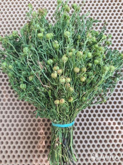 Гармала.Могильник