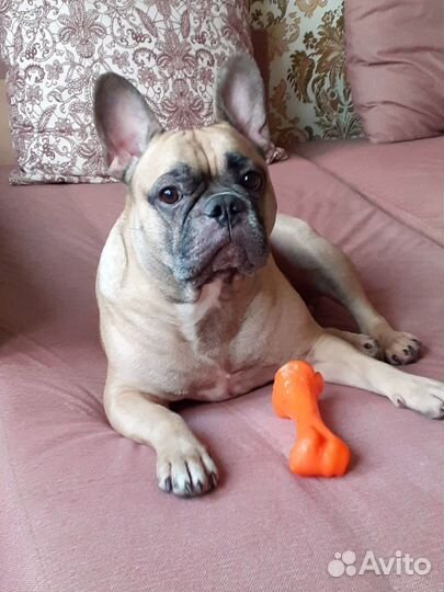 Передержка собак