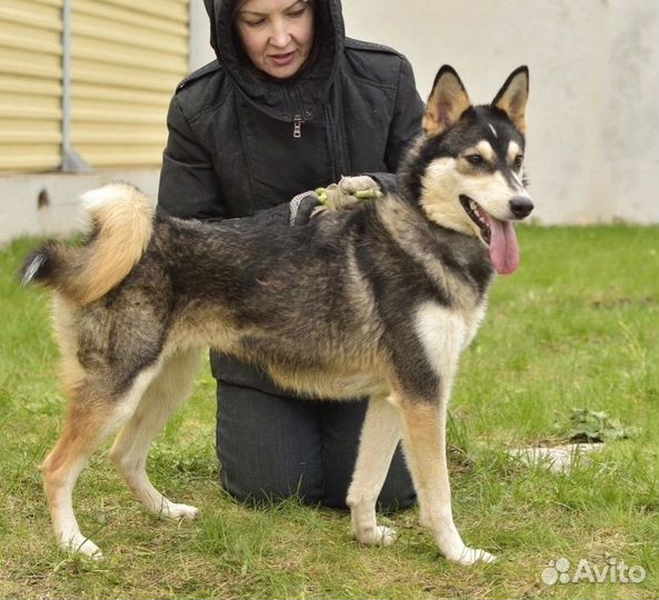 Некрупная лаечка Юлька в поиске дома