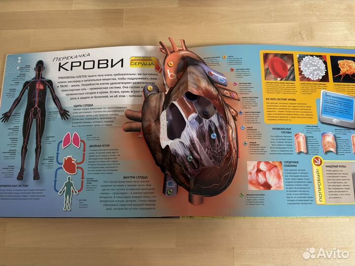 Твое удивительное тело