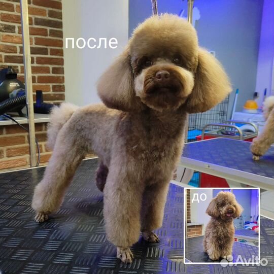 Стрижка собак и кошек, грумер