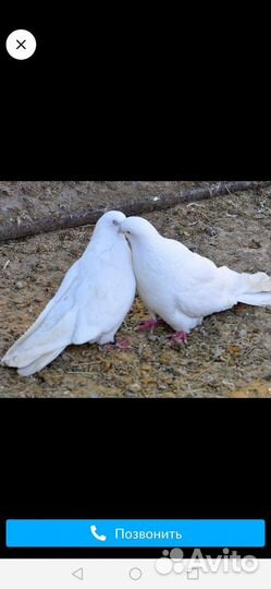 Голуби на свадьбу