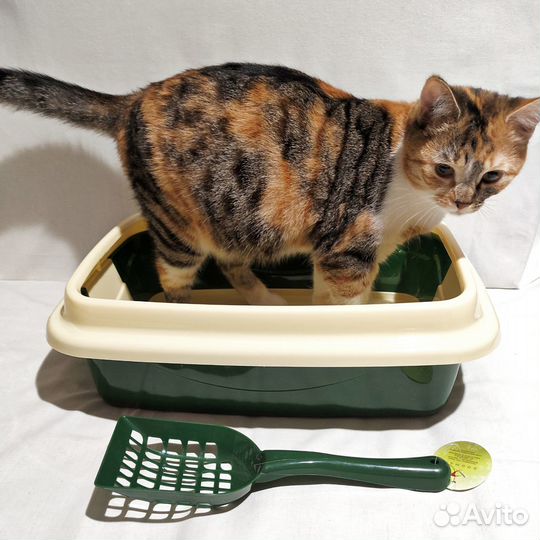 Лоток для кошек большой новый