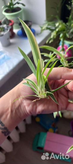 Хлорофитум