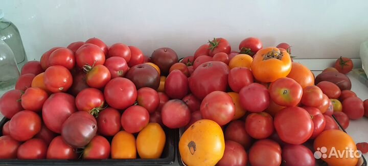 Помидоры домашние