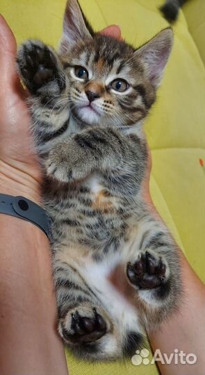 Кошки курильский бобтейл