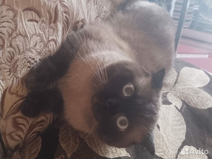 Отдам кота в добрые руки