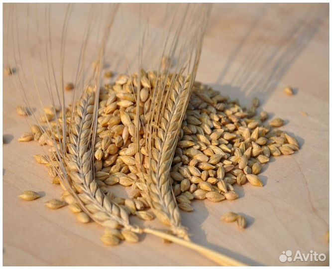 Зерно пшеница