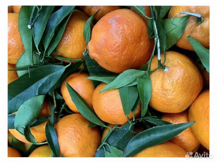 Упаковщики мандаринов вахта в Москве и области