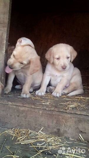 Щенки