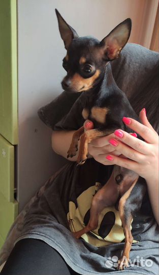 Вязка кобель той терьер