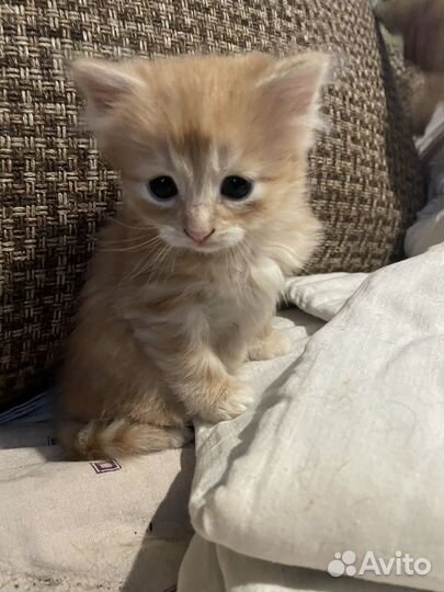 Котята бесплатно