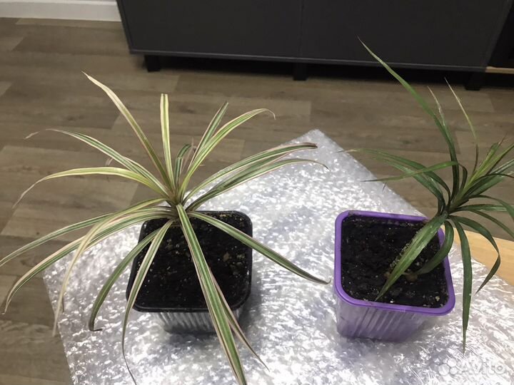 Пальма драцена