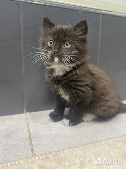 Котенок мальчик 1,5 месяца