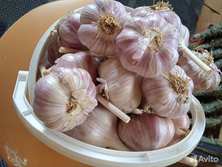 Чеснок озимый