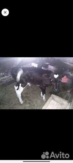 Телята, хряк производитель