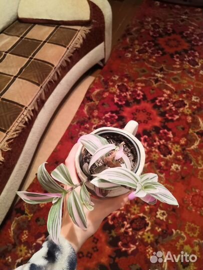 Комнатные цветы бесплатно