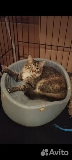 Котенок- кошечка в добрые ручки