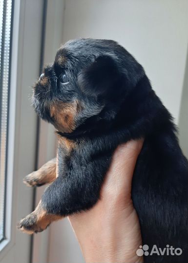 Щенки гриффона