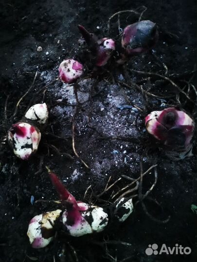 Канны красные