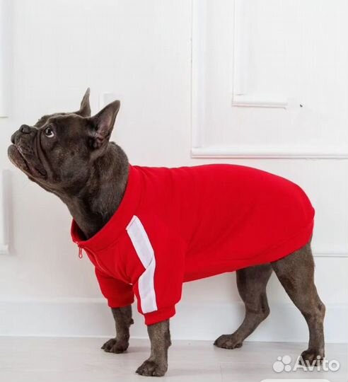 Одежда для собак