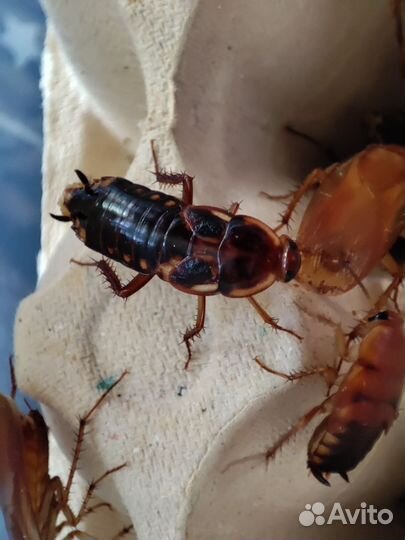 Туркменский таракан