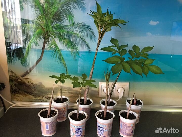 Пальма аморфофаллус