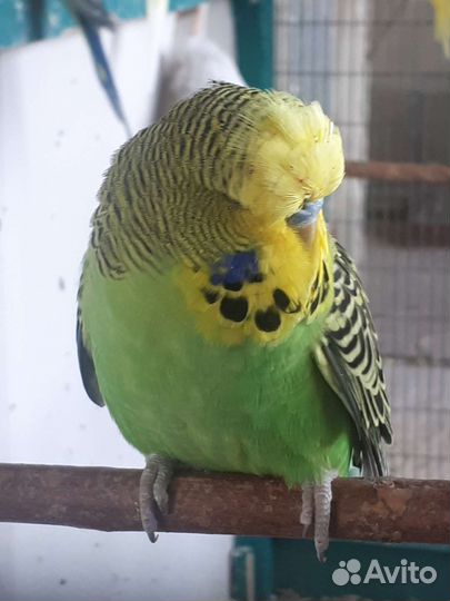 Выставочный волнистый попугай