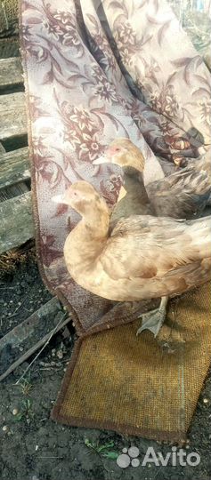 Мускусные утки