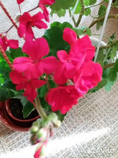 Пеларгония (герань)