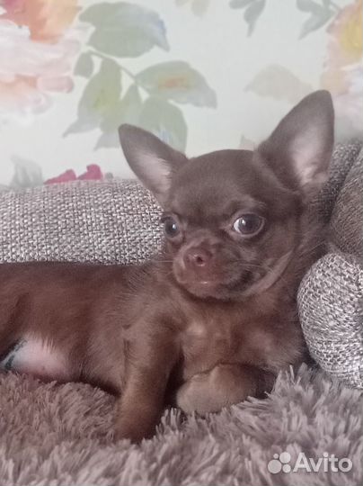Щенки чихуахуа мини мальчик