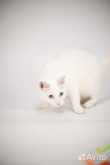 Кошка Зефирка