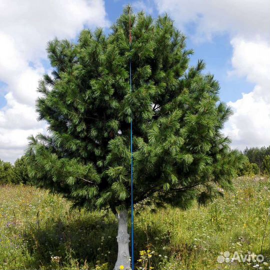 Саженцы Сосна Кедровая